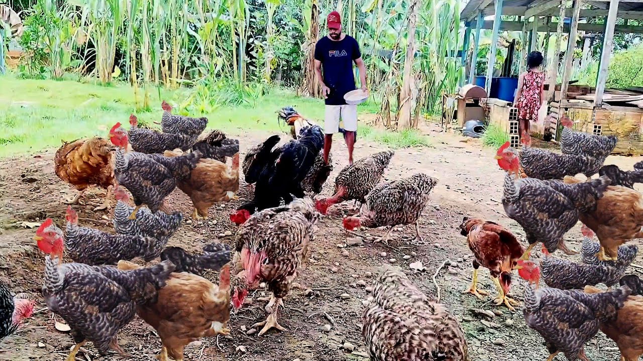COMO FAZER GALINHEIRO SINPLES  DEBOA QUALIDADE CORRENDO CONTRA OTENPO NA CHÁCARA 