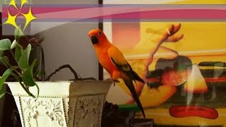 sun conure bird cage fly learning training flight
