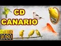 4 HORAS DE CANTO DE CANARIO