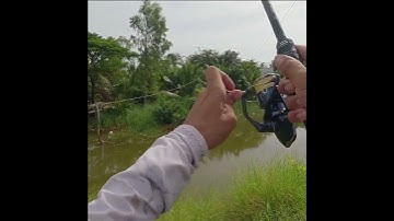 câu cá lóc bằng lưỡi hột mít #caucaloc