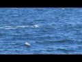Humpback whales swimming in Icy Strait Point, AK