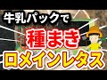 #1.【ロメインレタス】牛乳パックでするタネまき【家庭菜園】