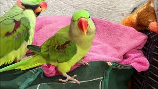 Batang Quiapo Today   Episode 743  December 25  2025 New Episode