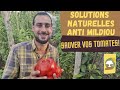 Solutions naturelles ANTI-MILDIOU pour sauver vos TOMATES!