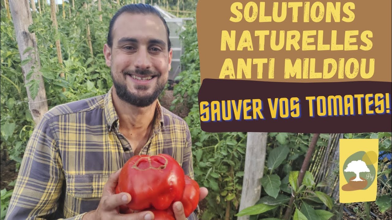 Solutions naturelles ANTI-MILDIOU pour sauver vos TOMATES!
