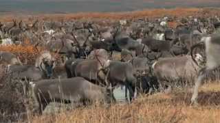 Hot Docs Trailers 2012: THE TUNDRA BOOK. A TALE OF VUKVUKAI, THE LITTLE ROCK.