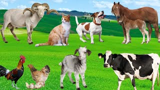 Domestic Animals - Chickens, Cows, Horses, Dogs, Cats - Animal Adventure