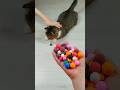 Cat Barsik Marbles 🌈 Balls 🟡😃 Reverse video #marblerunandmore