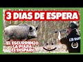 ESPERA DE JABALÍ EN 3 DÍAS DIFERENTES Y DOS PUESTOS DISTINTOS POR LZB HUNTERS.