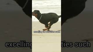 High jump😱 #shorts #rottweiler #10kviews #germanrottweiler #trendingshorts