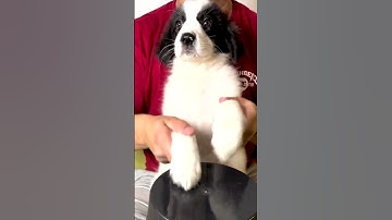 Thumbnail of Rescued Puppy Plays Drums 😍 #shorts