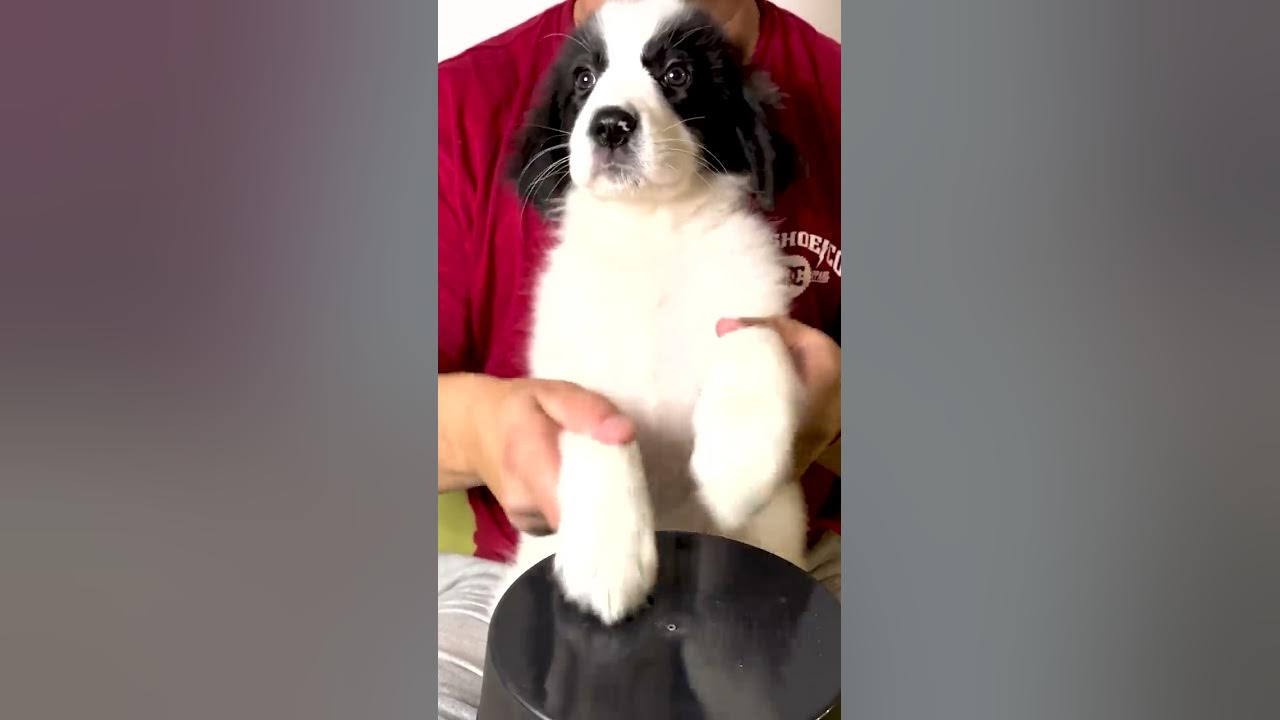 Rescued Puppy Plays Drums 😍 #shorts