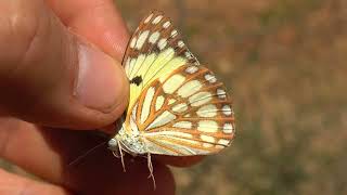 Colotis Protomedia