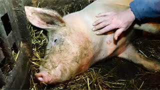 The pig loves massage