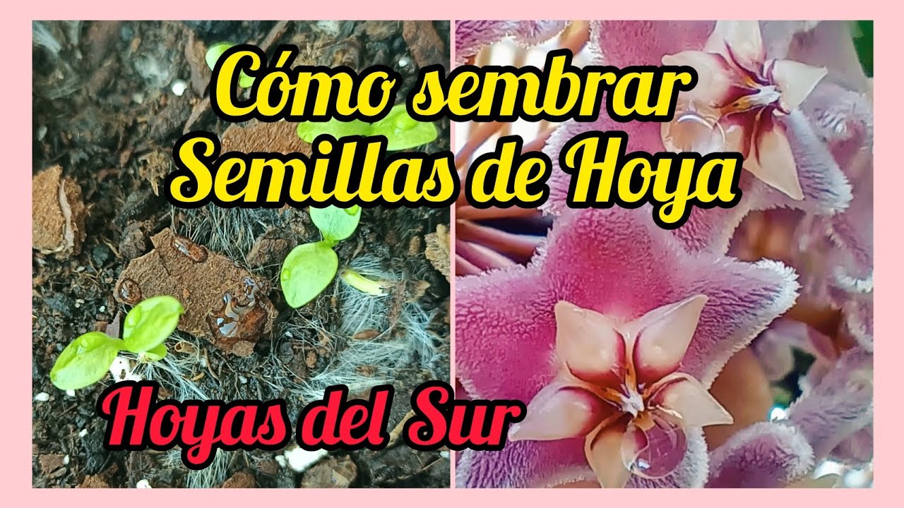 COMO GERMINAR SEMILLAS DE FLOR DE CERA, HOYA. Hoyas del Sur. PARTE 1