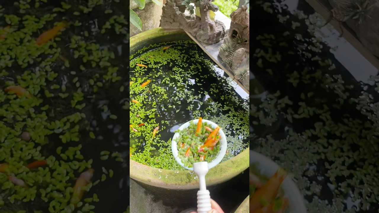 Cá chết hàng loạt sau 1 đêm