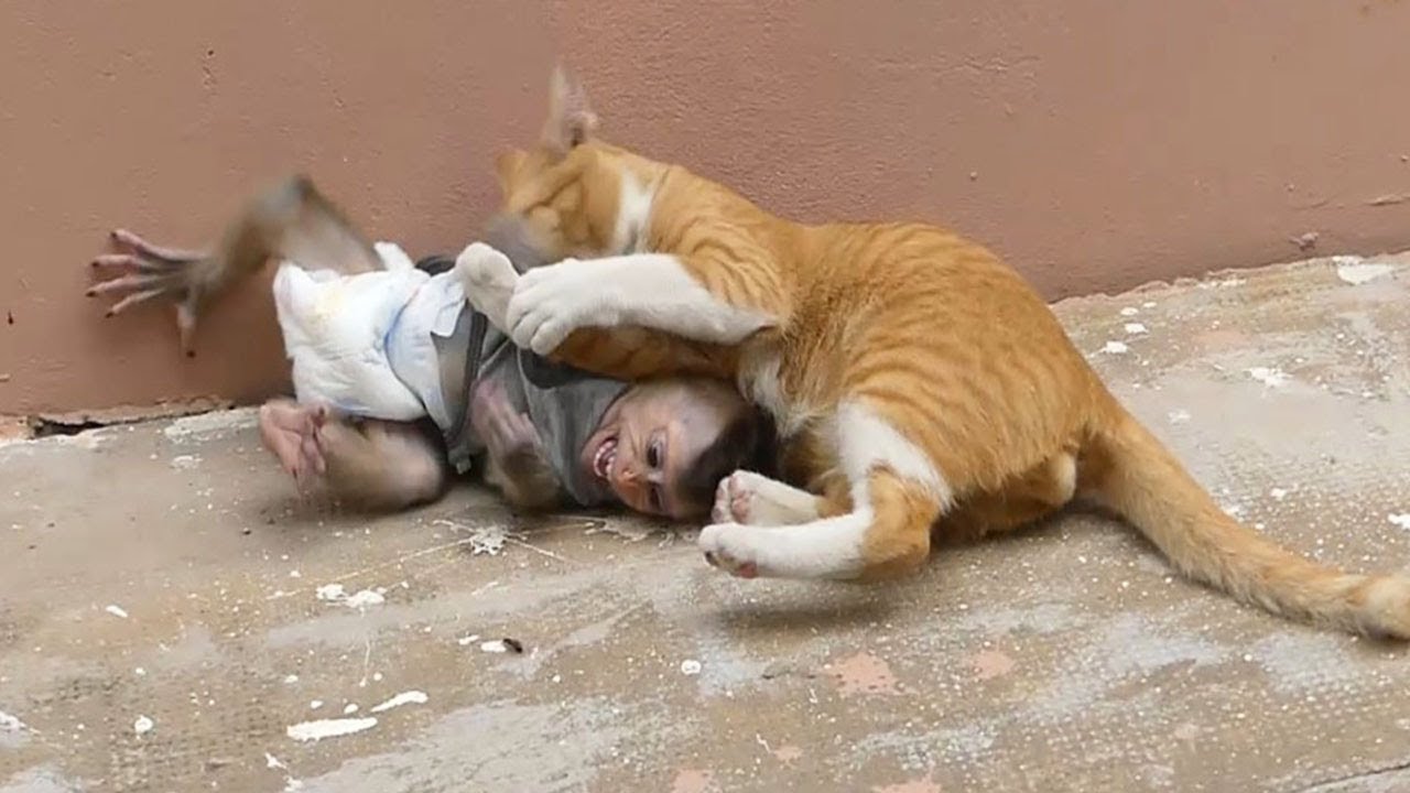 Very Interesting!! Monkey Baby Donal Scream Call Mom Help When Kitten Cat Hug Strong