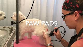 Maltese Grooming at home by Taty’s Lifestyle 51,739 views 6 years ago 14 minutes, 50 seconds