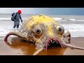 100 Scariest Creatures Discovered on Beach