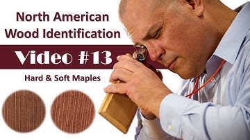 North American Wood Identification #13 - Hard and Soft Maple