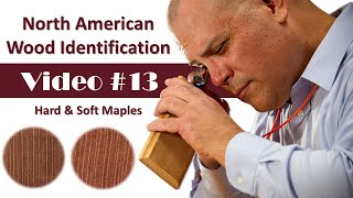 North American Wood Identification #13 - Hard and Soft Maple screenshot 5