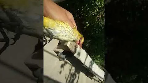 Поймал иволгу но опять самку!!!