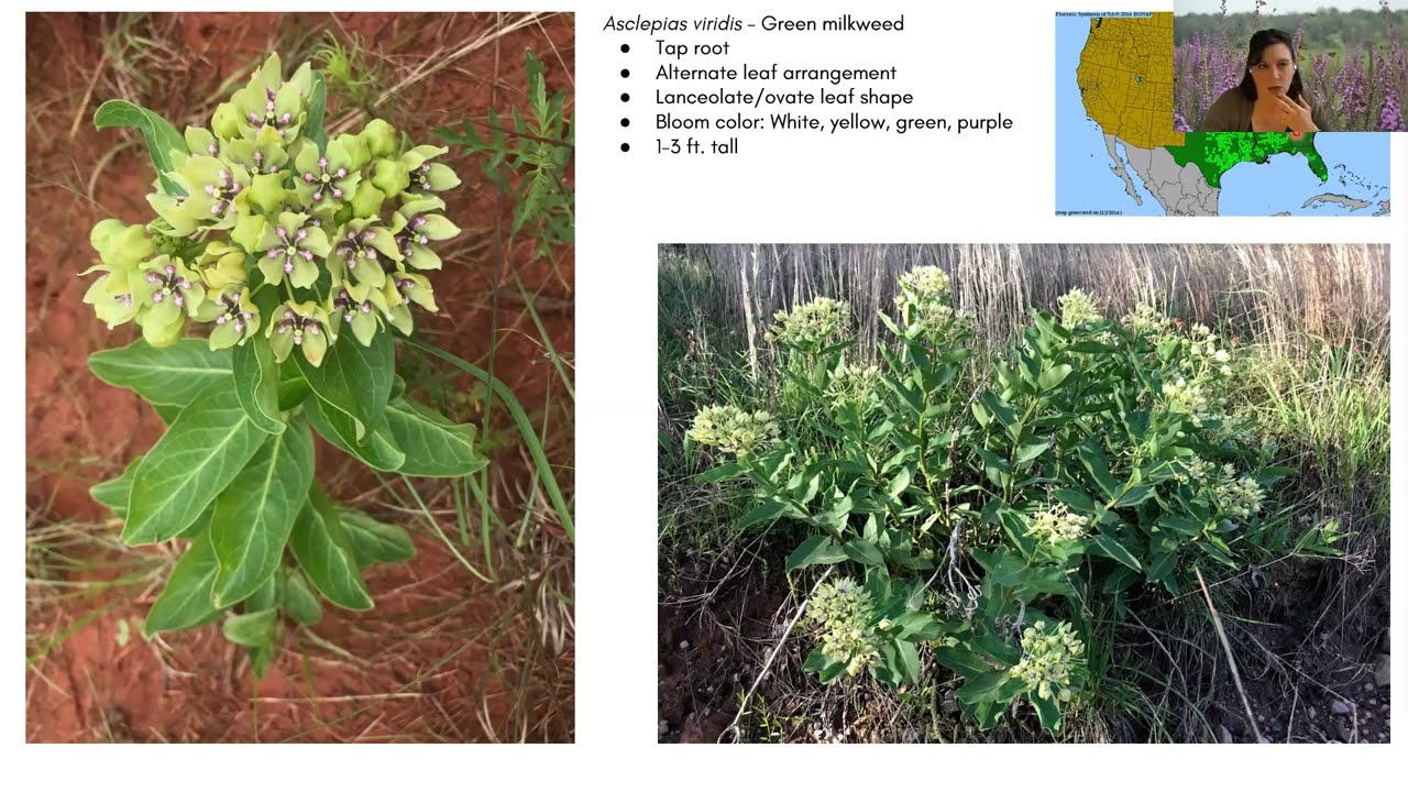 Native Versus Non-Native Milkweed: an AZA SAFE Monarchs Webinar