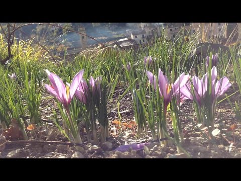 वीडियो: शरद ऋतु के क्रोकस (50 फोटो): शरद ऋतु में खिलने वाले क्रोकस को कैसे लगाया जाए? बाहरी देखभाल। पतझड़ में केसर को दूसरे स्थान पर रोपना