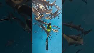 Diving With Nurse Sharks