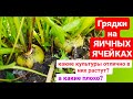 Какие культуры РАСТУТ в ЯИЧНЫХ ЯЧЕЙКАХ? А какие НЕЛЬЗЯ в них ВЫРАСТИТЬ? ДАЧА УДАЧИ