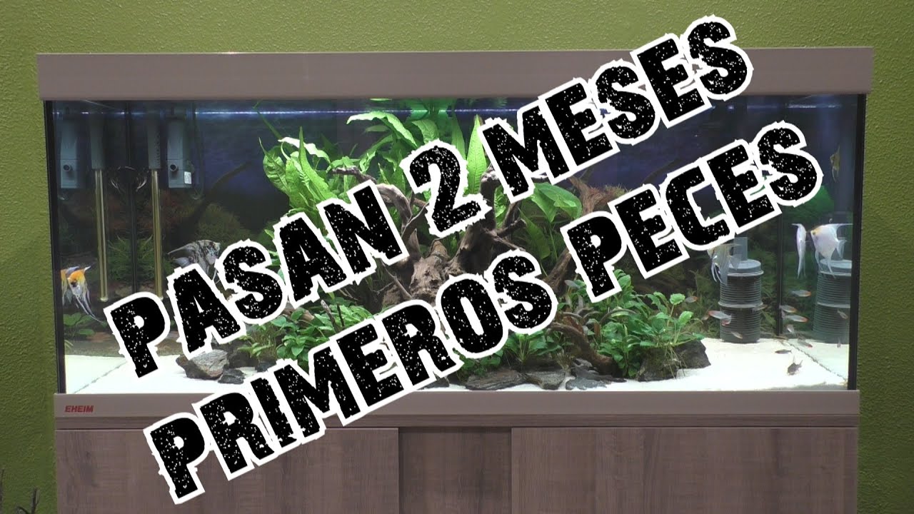 Acuarios del Manza 03 Fin del ciclado y primeros peces 240L