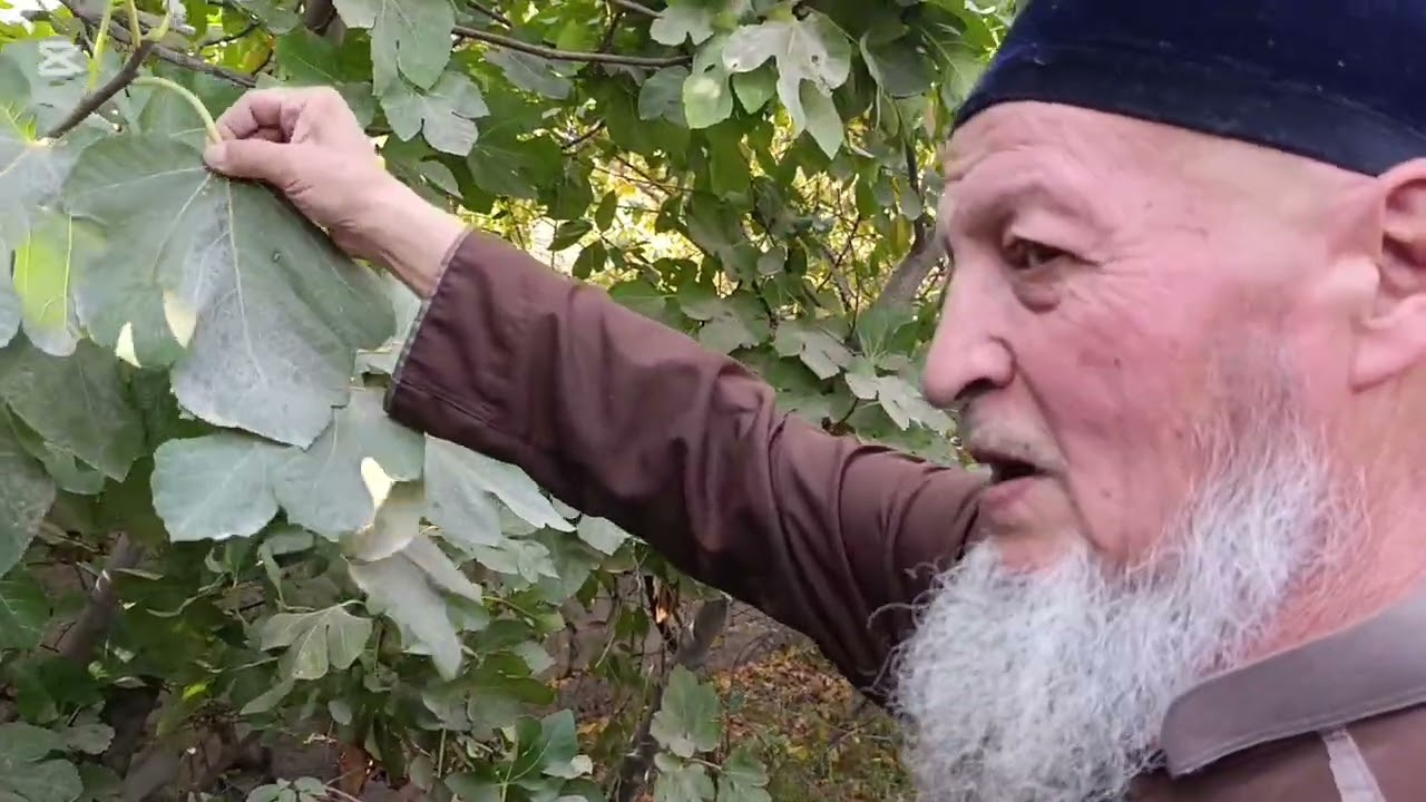 БИЗ БИЛМАГАН ШИФОЛАР..ТАБИБ БОБО