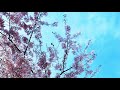 『コノハナサクヤヒメ -2021-』 - 名倉なぐ【オリジナル曲】