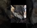 Жизнь в Альпах | 6 Часть | #животные  #animals   #wildlife   #alps   #shorts
