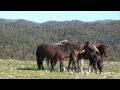 Wild Horses of Harlan County__part 2 __The Dingo Horses_____Harlan County Kentucky