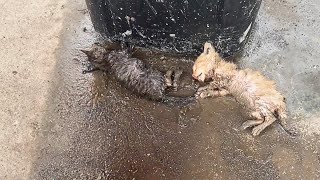 The two kittens lay on the damp cold ground no one could hear them faintly crying for help