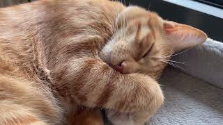 Cola the cat relaxing and chilling by John Choi 196 views 1 month ago 1 minute, 13 seconds