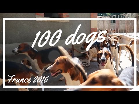 100 Dogs | Cheverny Hounds, 2016 | Kate Elise☆