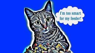 Automatic Cat Feeder