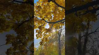 #природа #reels #nature #золотая_осень #бабьелето #russia