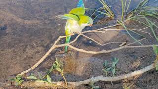 Свободные полеты попугая монаха и путешествие в Тверскую область - monk parakeet free fly