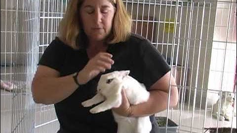 How to Give Your Rabbit All the Care He/She Needs - A Video by the Marin Humane Society