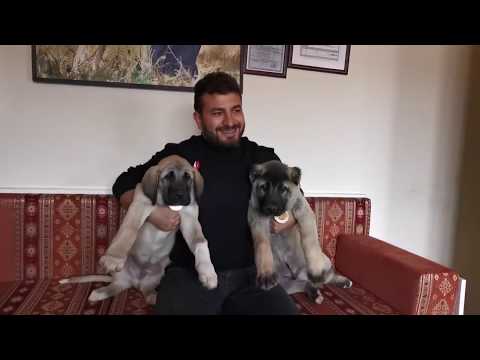 Kangal ve Anadolu
