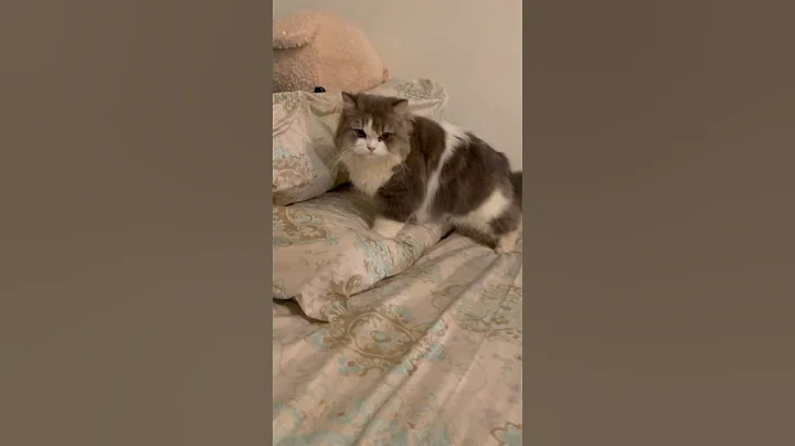 Video 3386051: cats catlover kucing, meow kucing, cat talking, cat sounds animals, cat lovers funny