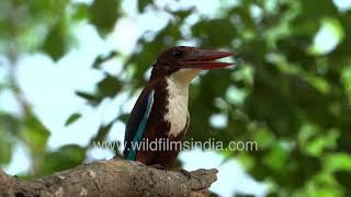 Kingfisher calling, Partridge Red Wattled Lapwing in Wilderness Orchard