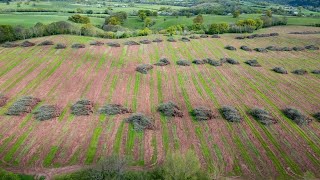 Heineken slammed for felling 300-acre orchard - the size of 140 football pitches | SWNS