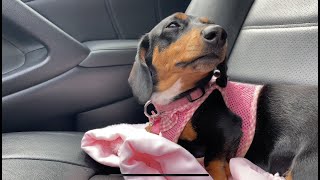 Shopping With My Dachshund - Dachshund Puppy Meeting New Friends by Dachshund Station 142 views 1 year ago 16 seconds