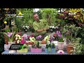 @Bereket TV  Bahçıvanın Elinden - Kurdele Çiçeğinde Bakım İşlemleri ve Yaprak Temizliği