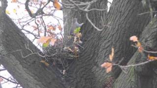 the squirrels drey