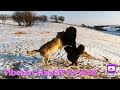 Tibetan Mastiff Vs Wolf  Tibetan Mastiffs Vs Wolves | 藏獒vs狼